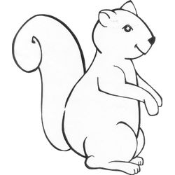 Ardilla #894