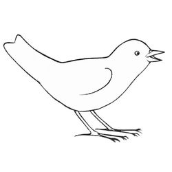 Aves #1010