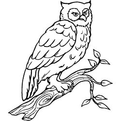 Aves #1013