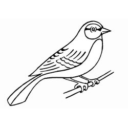 Aves #1017