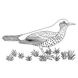 Aves #1024