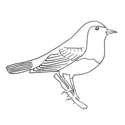 Aves #1025