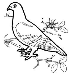 Aves #1027