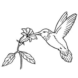 Aves #1028