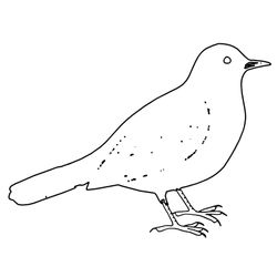 Aves #1030