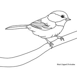 Aves #1031