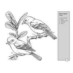 Aves #1034