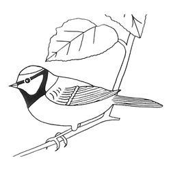 Aves #1035