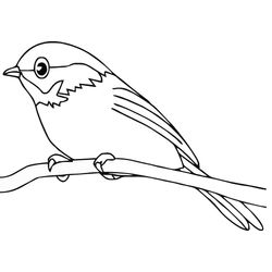 Aves #1036