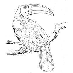 Aves #1037