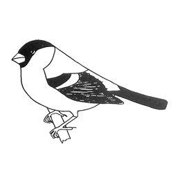 Aves #1039