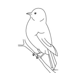 Aves #1040