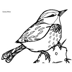 Aves #1041