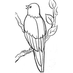 Aves #1043