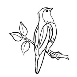 Aves #1048