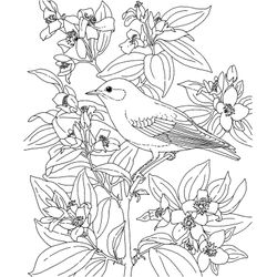 Aves #1049
