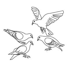 Aves #1051