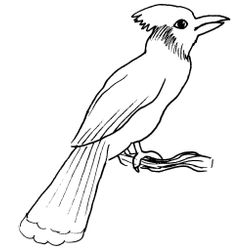 Aves #1052