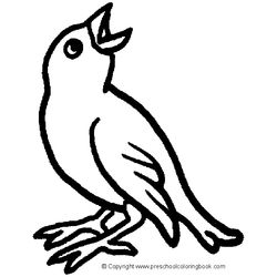 Aves #1053