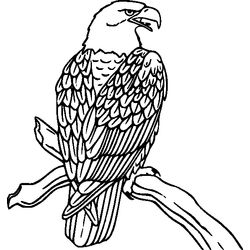Aves #1054