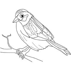 Aves #1055