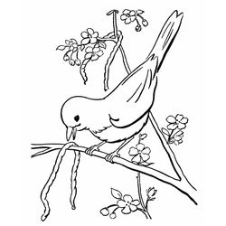 Aves #1059
