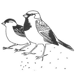 Aves #1060
