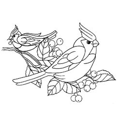 Aves #1061