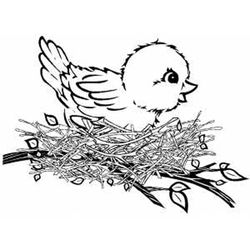 Aves #1062