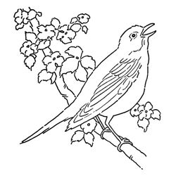 Aves #1065