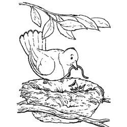 Aves #1067