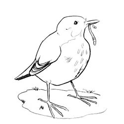 Aves #1070
