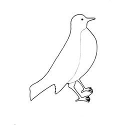 Aves #1071