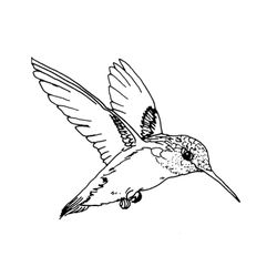 Aves #1073