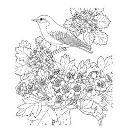 Aves #1075
