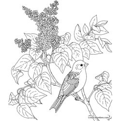 Aves #1078