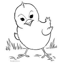 Aves #1079