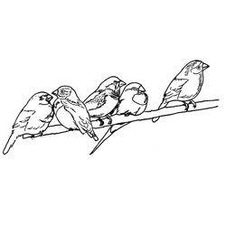 Aves #1081
