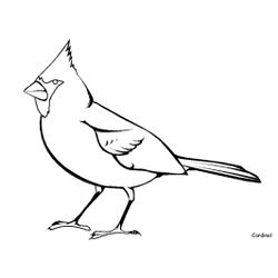 Aves #1083
