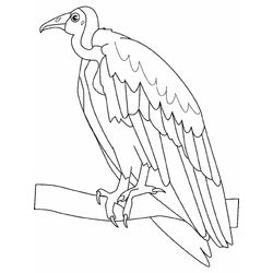 Aves #1084