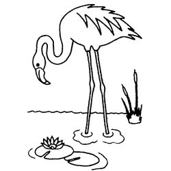 Aves #1086