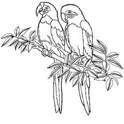 Aves #1089