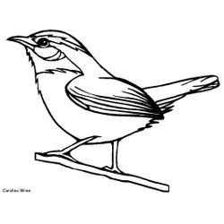 Aves #1090