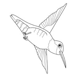 Aves #1095