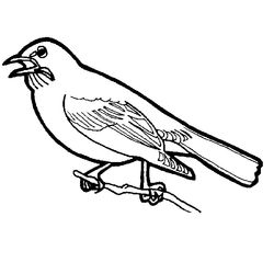 Aves #1096