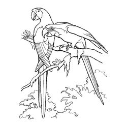 Aves #1098