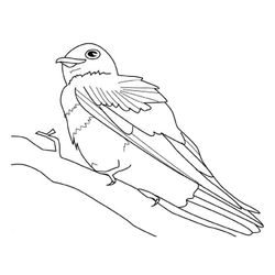 Aves #1101