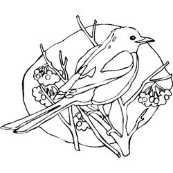 Aves #1102