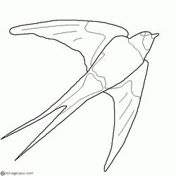 Aves #1103
