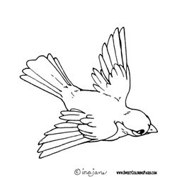 Aves #1106